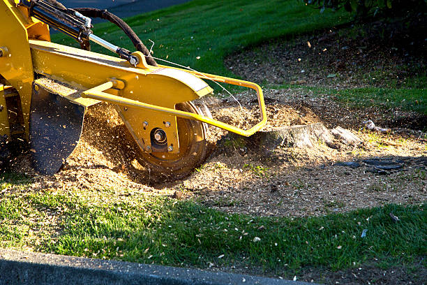 The Steps Involved in Our Tree Care Process in Henderson, NC